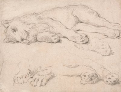 Studies of a Sleeping Lion by Unbekannt Unbekannt